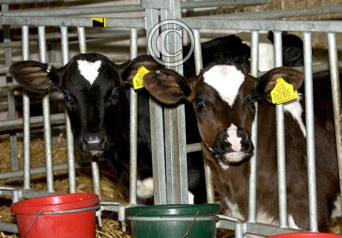 Calf Feeding Time 4 DM0284